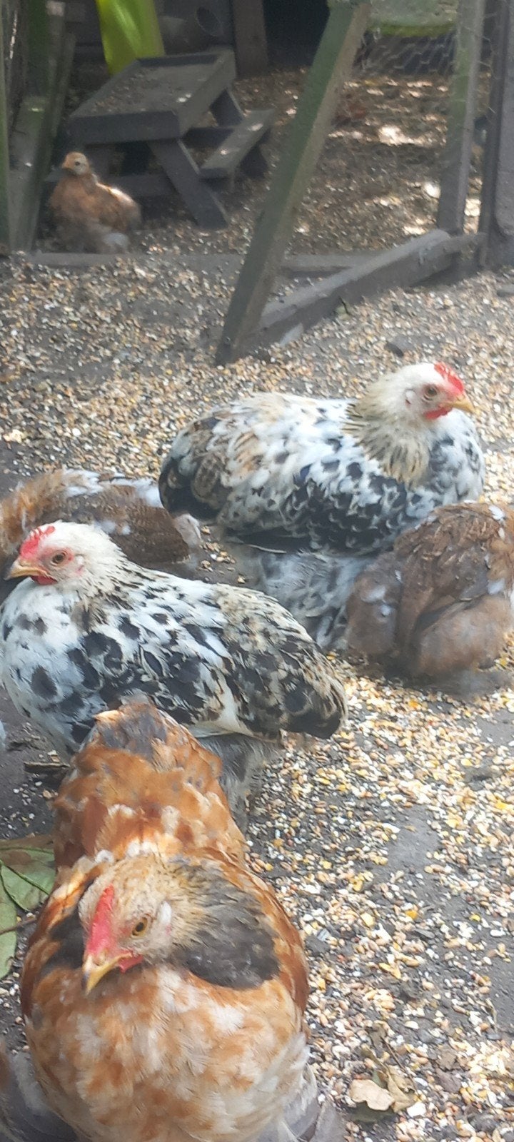 Cochin kriel, Dieren en Toebehoren, Pluimvee, Mannelijk, Kip