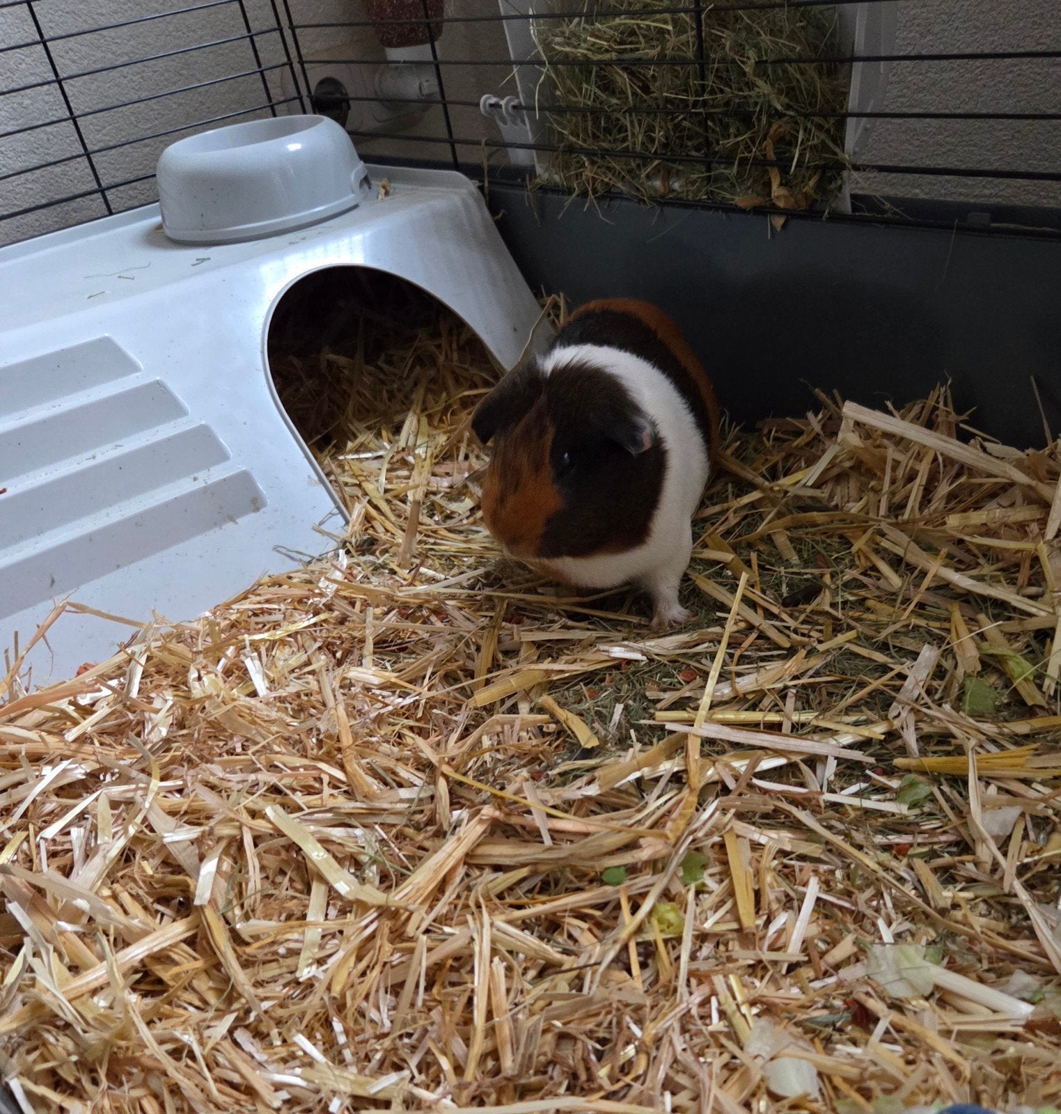 Cavia beertje, Januari, Mannelijk, Cavia