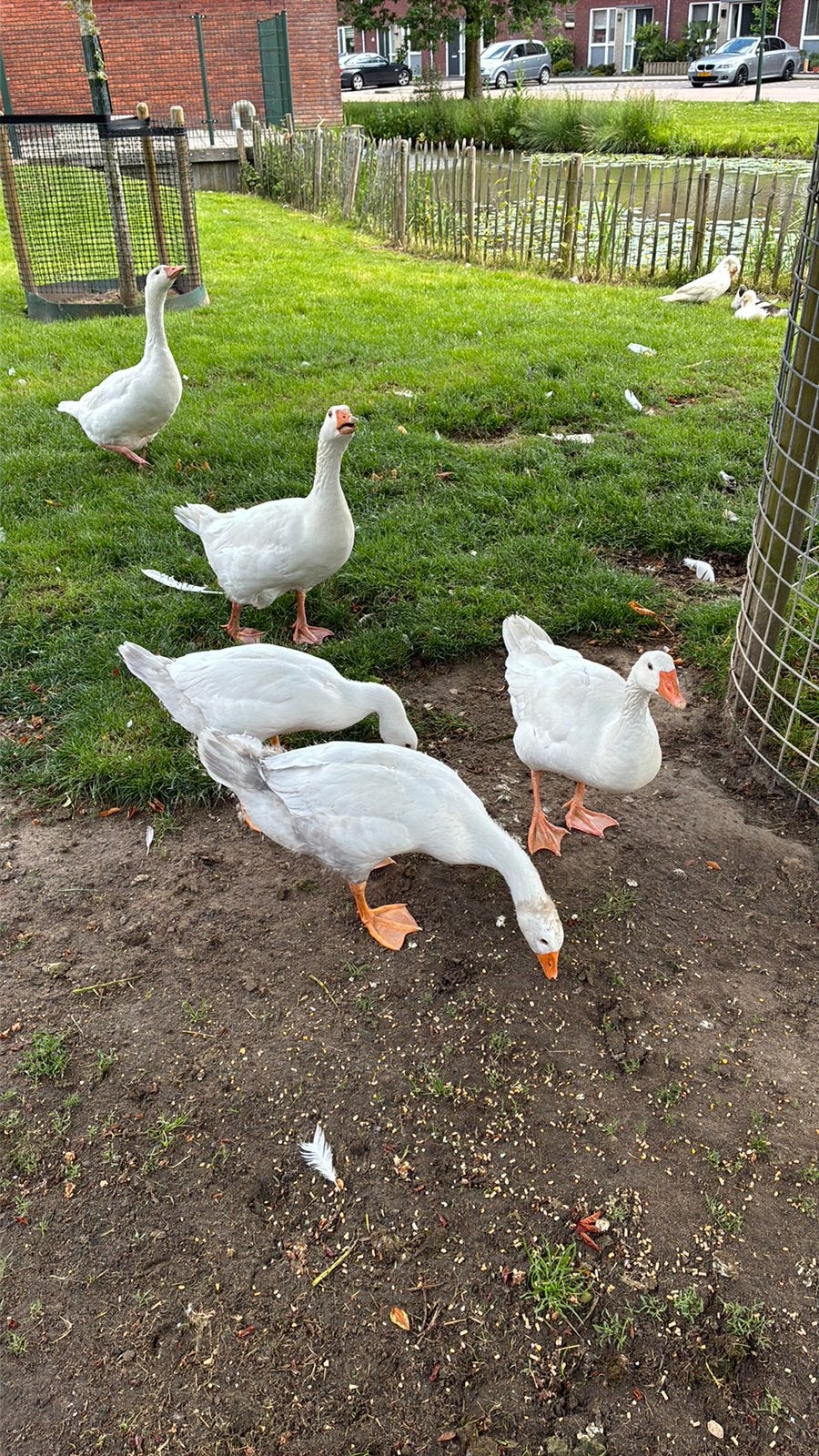 Jonge ganzen, Dieren en Toebehoren, Pluimvee, Meerdere dieren, Gans of Zwaan