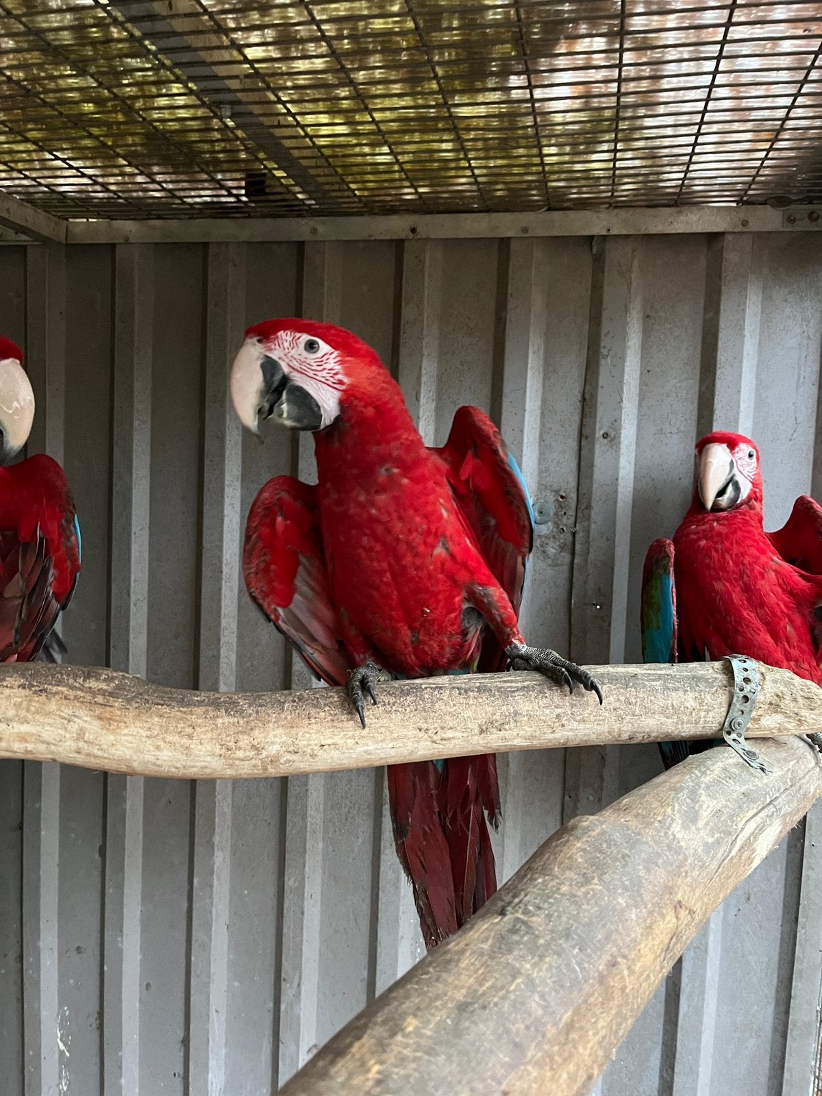 Groenvleugel ara pop te Koop, Dieren en Toebehoren, Vrouwelijk, Papegaai, Geringd