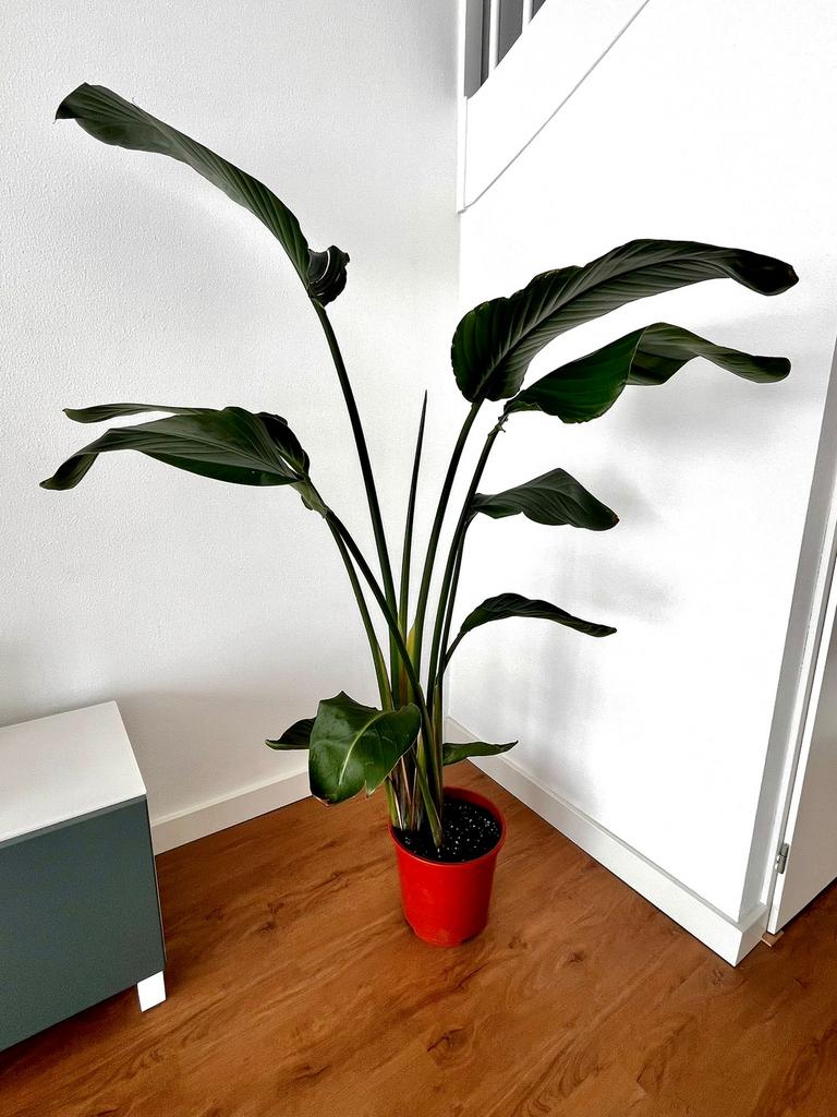 Paradijsvogelplant Strelitzia Nicolai 160 cm kamerplant, Ophalen, Overige soorten, Halfschaduw, In pot