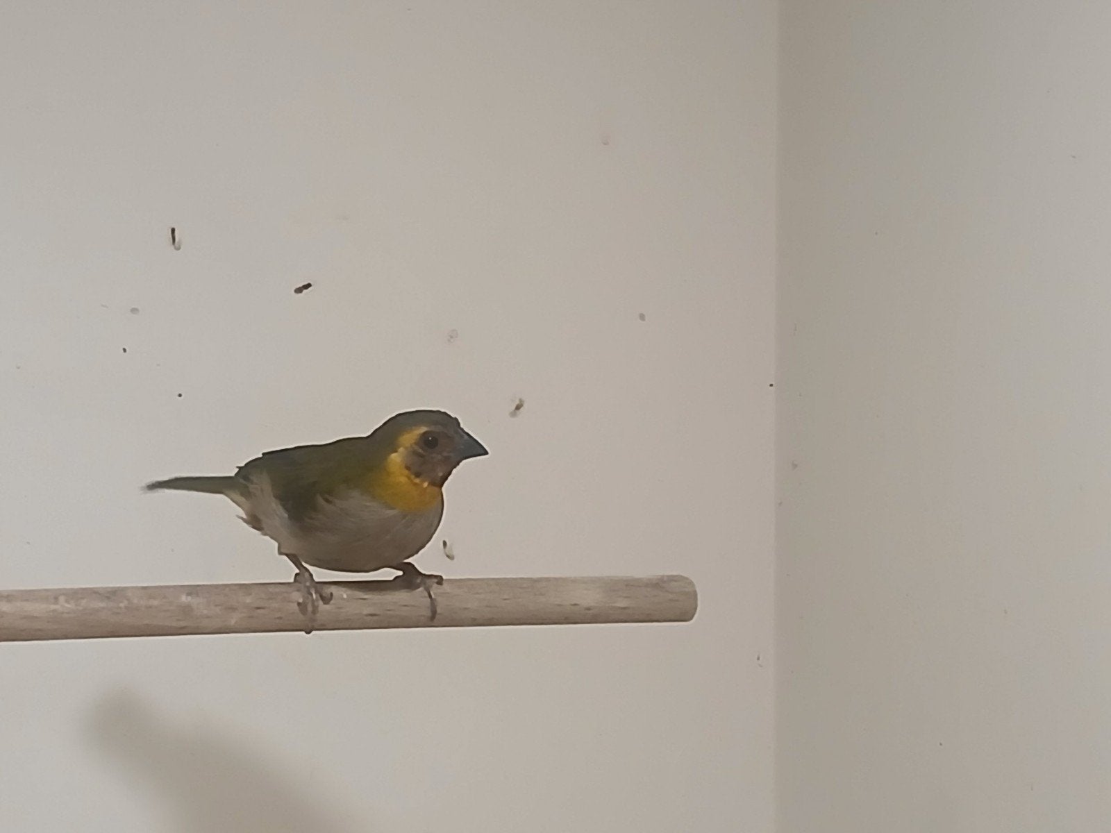 cubavink pop, Dieren en Toebehoren, Meerdere dieren, Tropenvogel