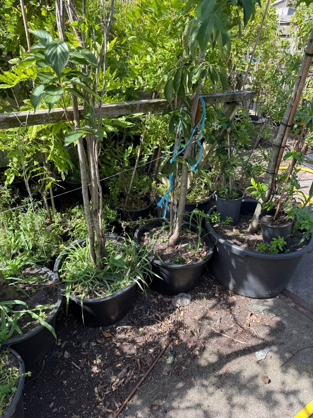 Japanse sierkers stevige bomen nog 1 dan is het op grotekuip, Lente, Minder dan 100 cm, Zuilboom, Ophalen