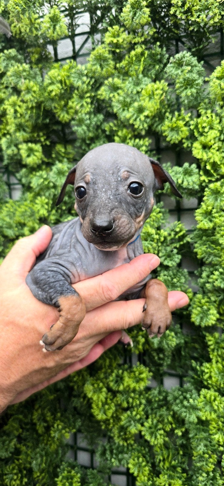 American Hairless Terriër/ Amerikaanse Naakthond, Overige rassen, 8 tot 15 weken, Meerdere, Meerdere dieren