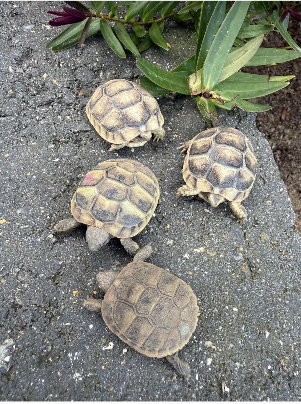 Testudo hermanni boetgerie en testudo marginata Tortoise photo 5