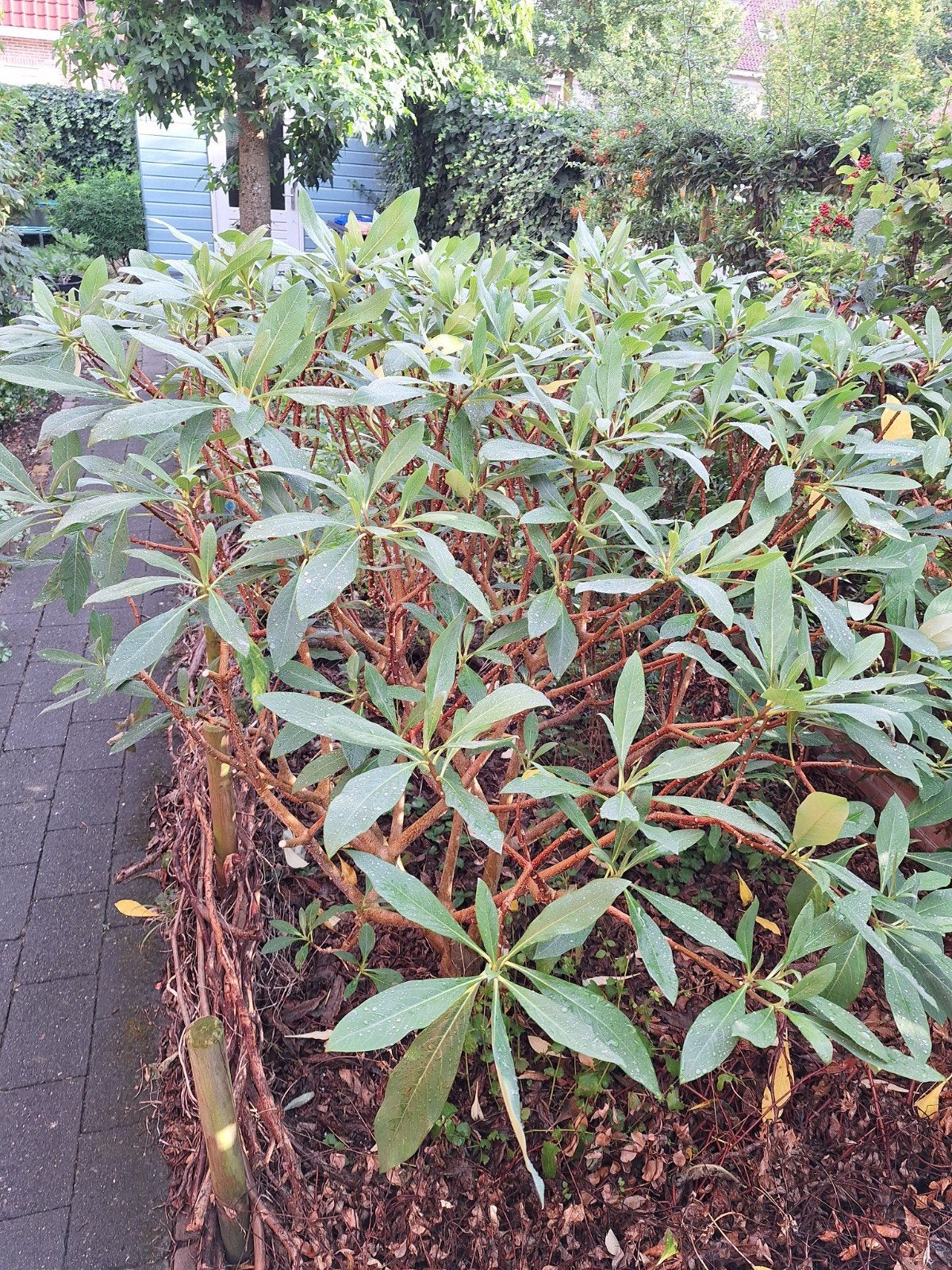 Grote chinese papierstruik., Vaste plant, Halfschaduw, Lente, Ophalen