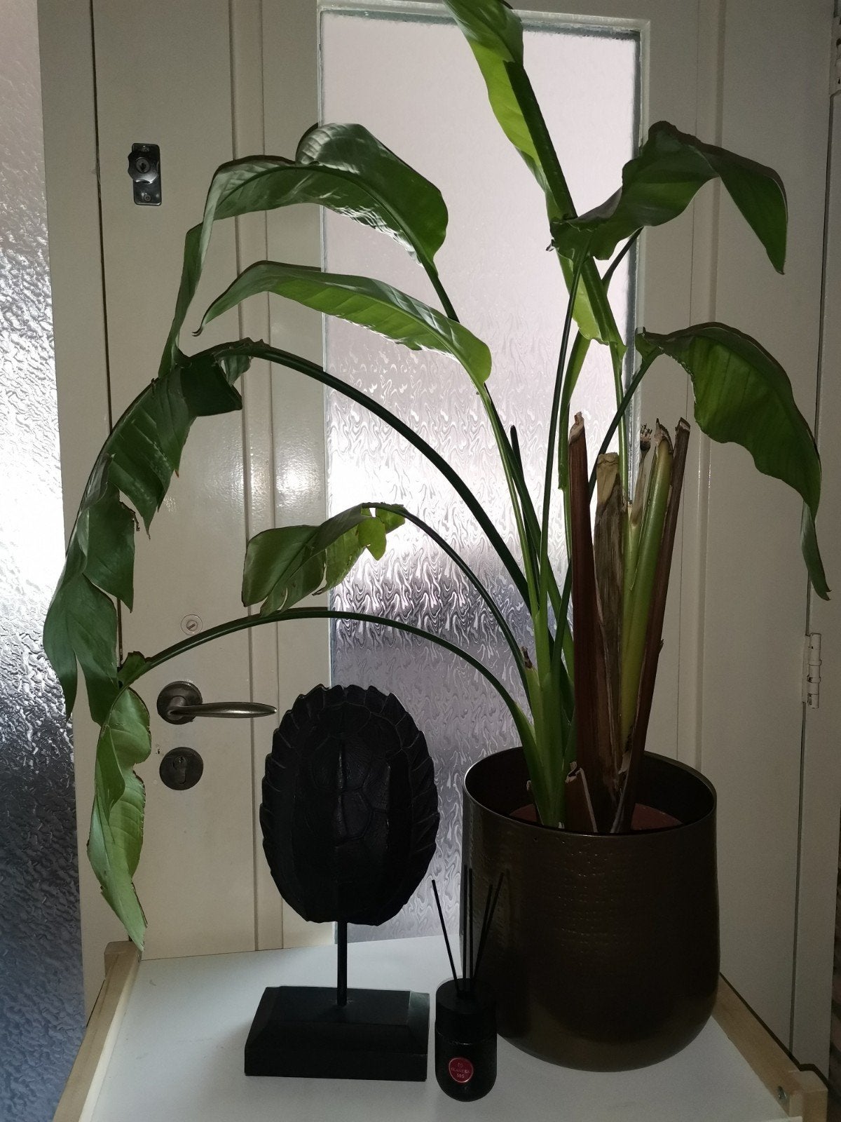 leuke plant in mooie goudkleurige pot, Ophalen, Halfschaduw, Minder dan 100 cm