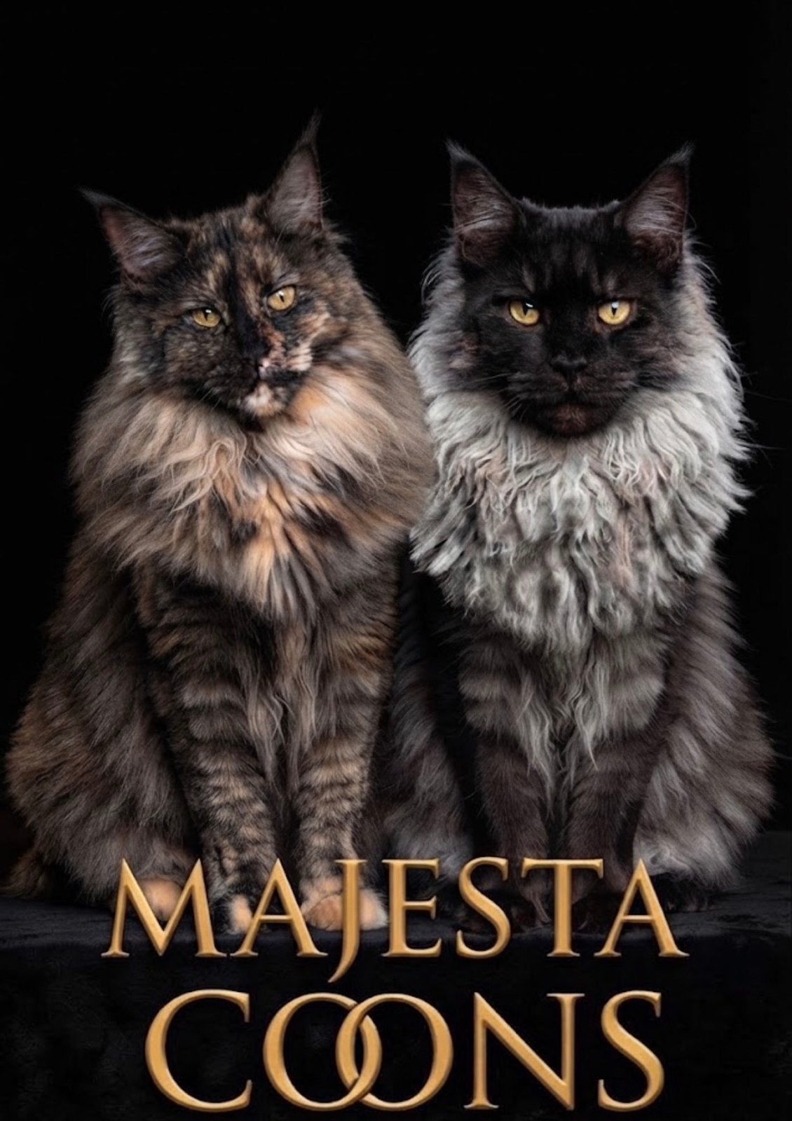 🖤🩶 Maine Coon Kittens 🩶🖤, Poes, Met stamboom, 0 tot 2 jaar