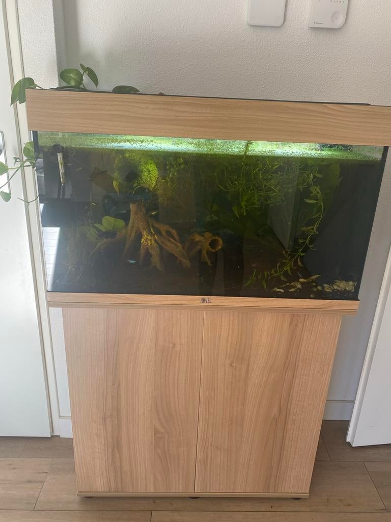 Juwel 125l aquarium incl onderkast en originele filter, Dieren en Toebehoren, Ophalen, Zo goed als nieuw, Leeg aquarium, Juwel