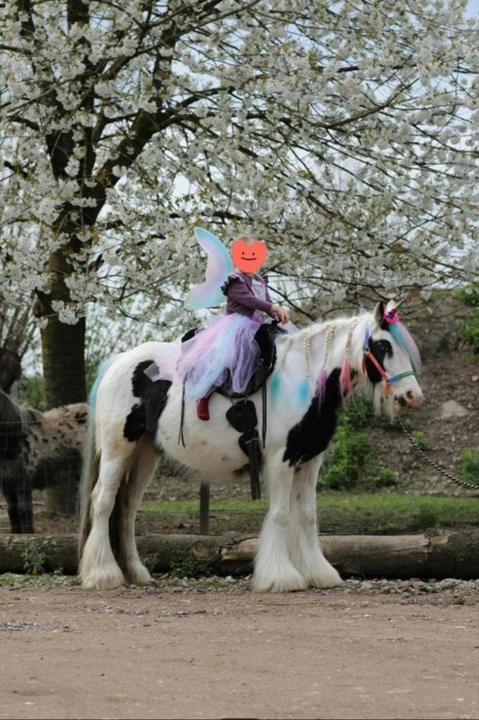 Mooie brave super kleine tinker merrie, Dieren en Toebehoren, Paarden, Merrie, Recreatiepaard