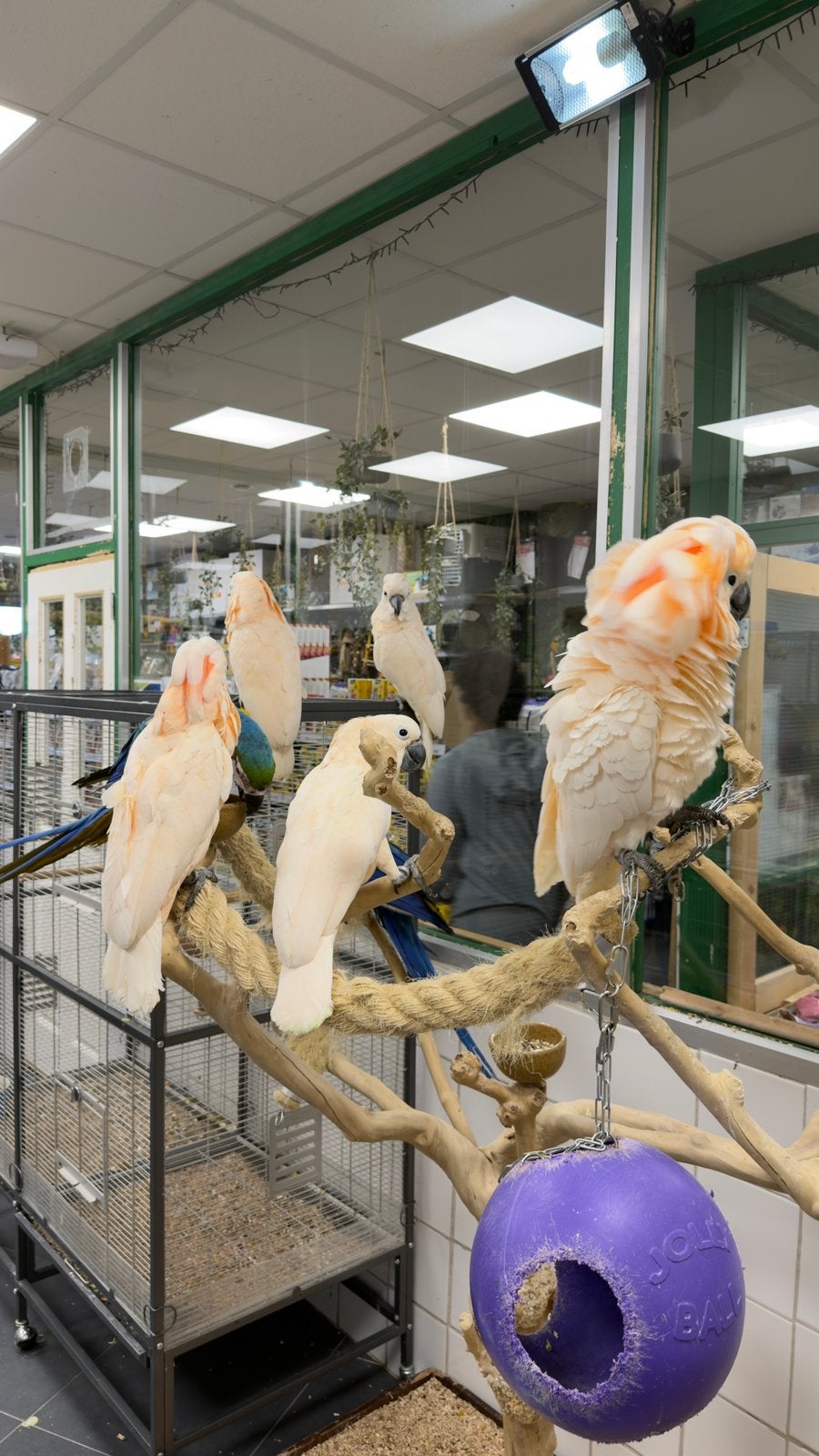Molukken kaketoe’s, Dieren en Toebehoren, Meerdere dieren, Papegaai, Pratend