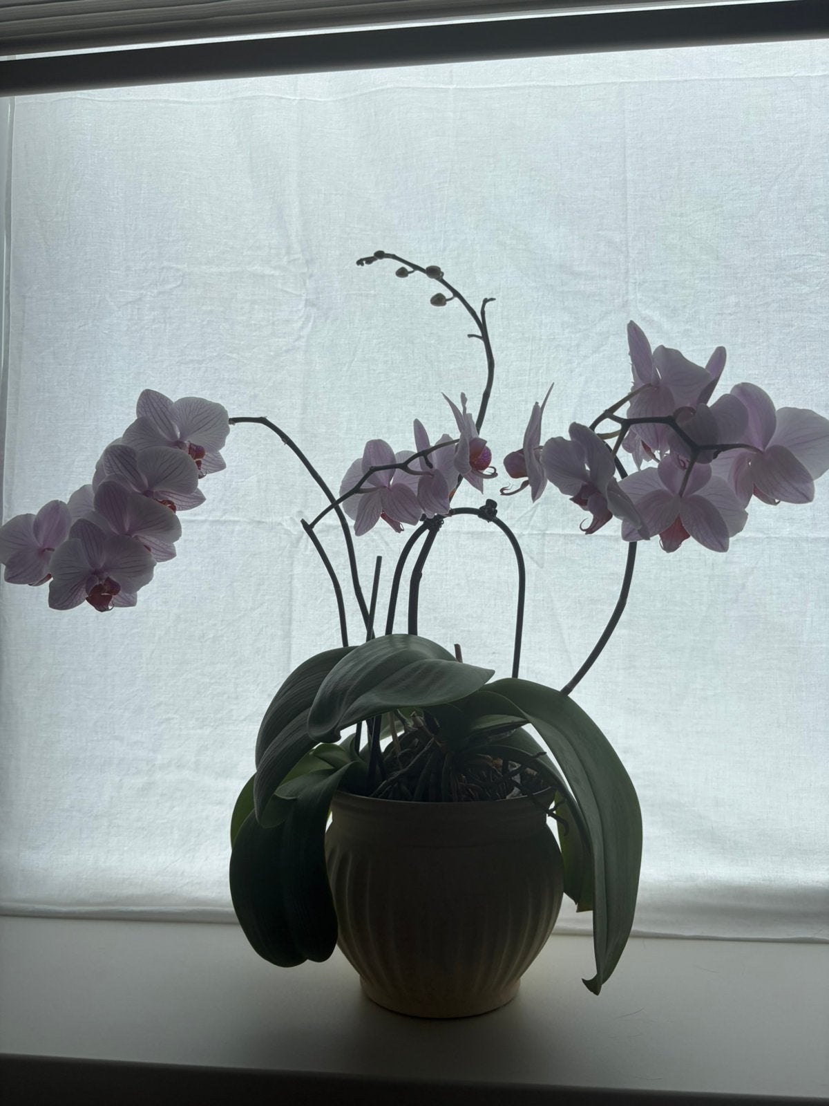 Orchidee, Ophalen, Halfschaduw, Minder dan 100 cm