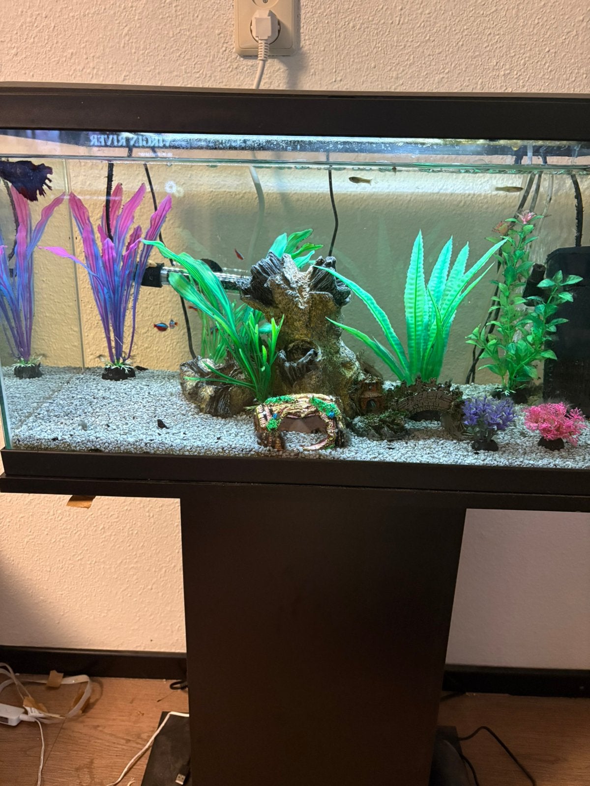 Aquarium 60x30 met beta en neon tetras, Ophalen, Gevuld zoetwateraquarium