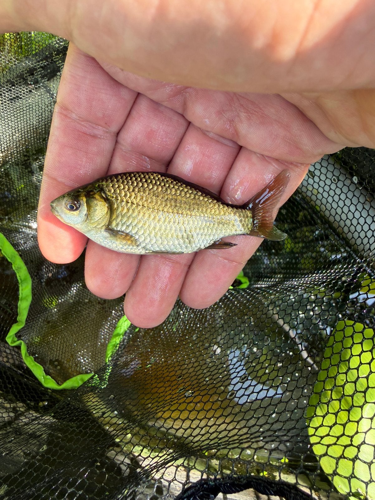 Mooie Giebels, Dieren en Toebehoren, Karper of Koi