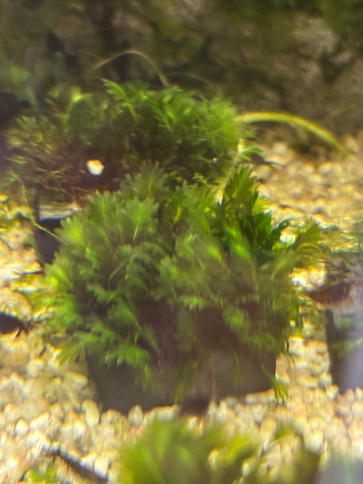 Fissidens mirosaki, Dieren en Toebehoren, Ophalen of Verzenden, Zo goed als nieuw, Plant(en), Steen of Hout