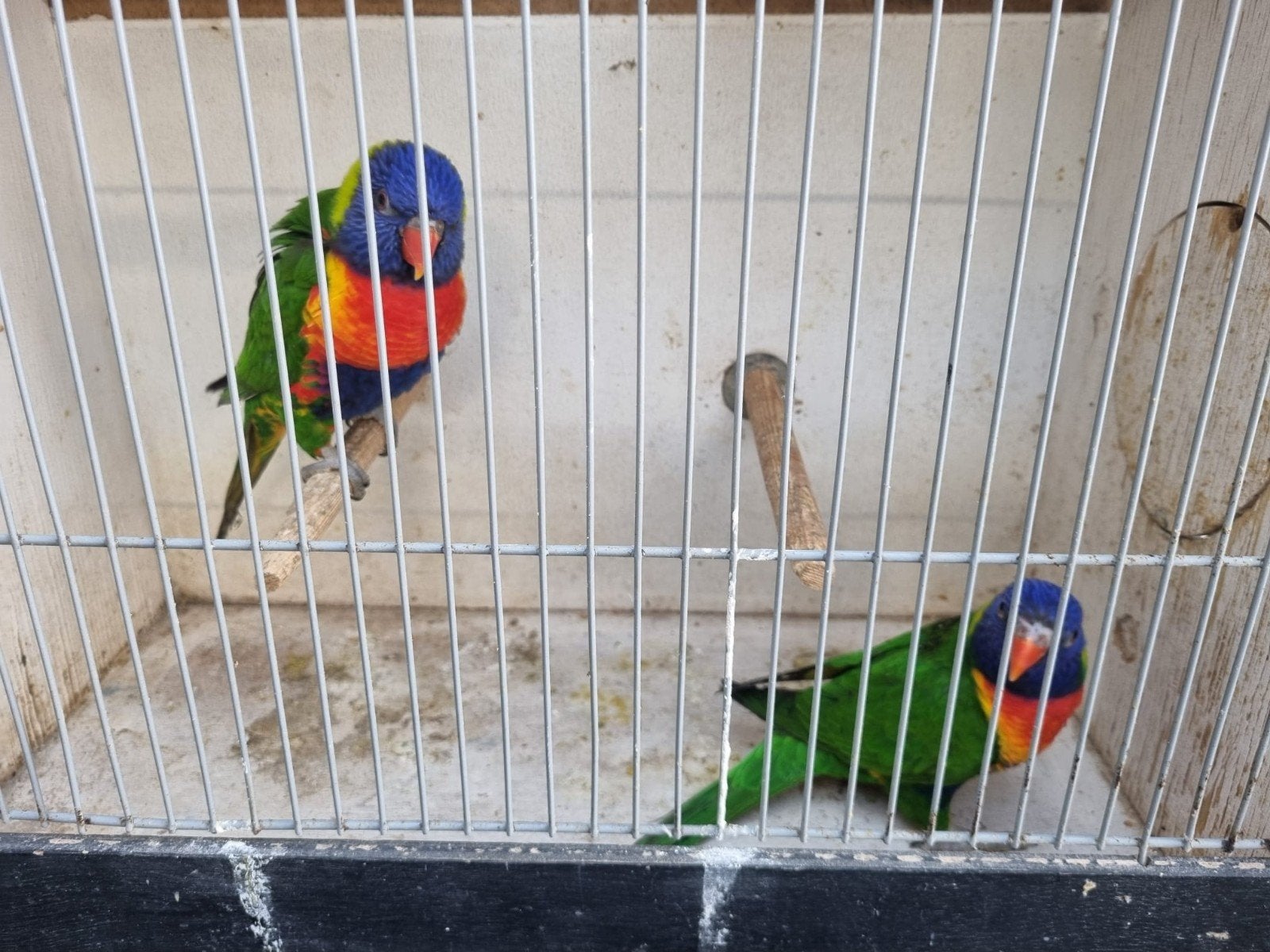lori, Dieren en Toebehoren, Meerdere dieren, Papegaai