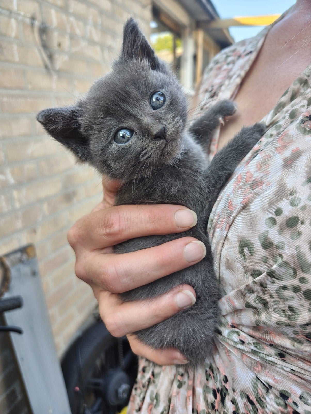 Britse korthaar kittens, Dieren en Toebehoren, Katten en Kittens | Raskatten | Korthaar