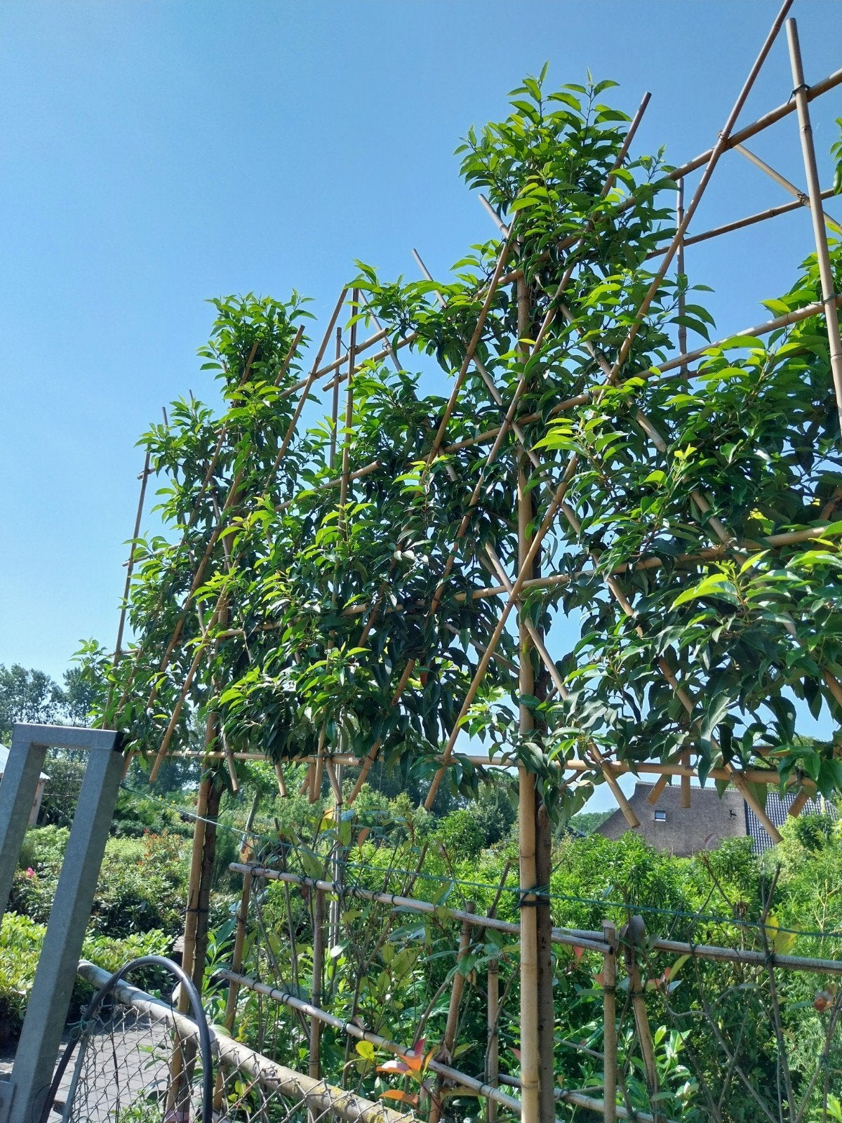 Portugese Laurier Leivorm - Prunus Lusitanica Angustifolia, Leiboom, Lente, 250 tot 400 cm, Ophalen