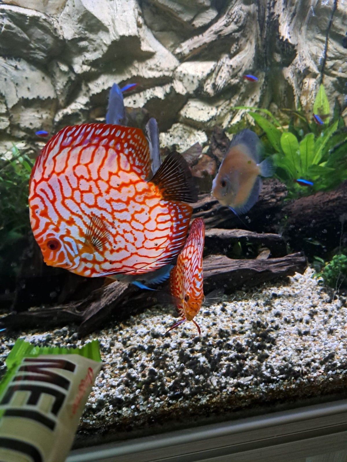 Discus vissen., Dieren en Toebehoren, Vis, Zoetwatervis, Schoolvis
