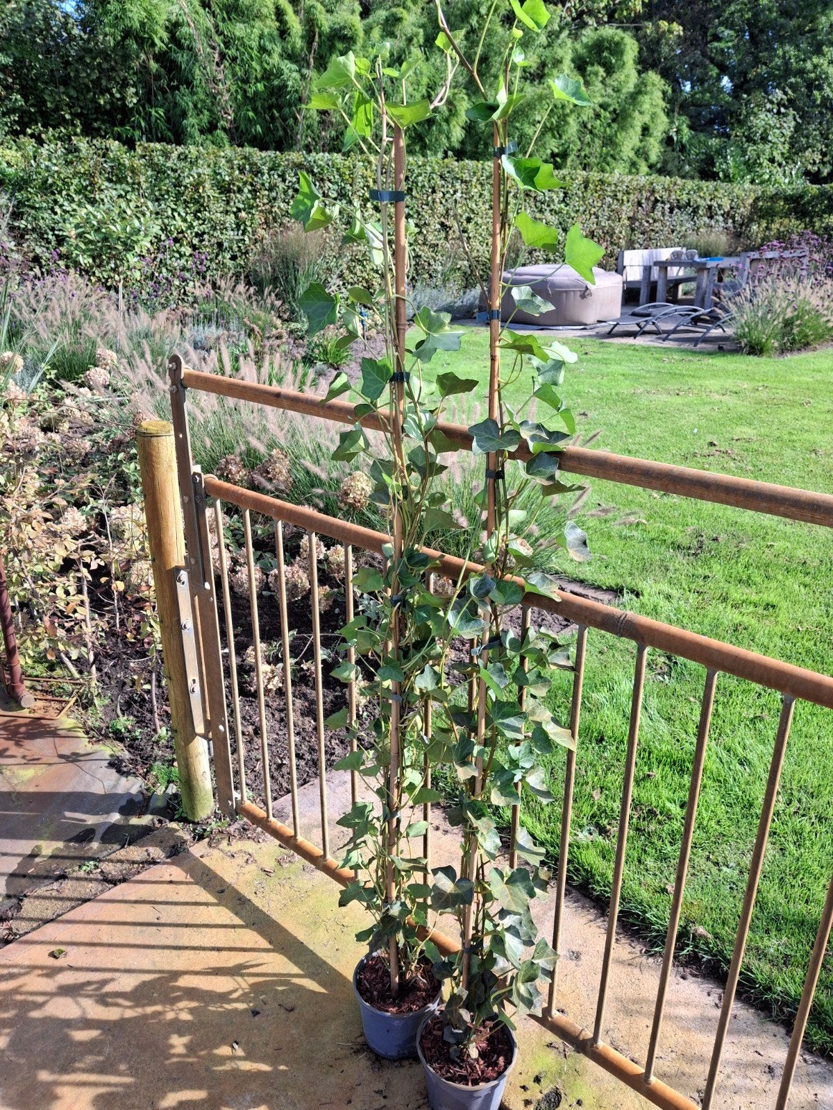 Hedera helix (gewone klimop) -125/150 cm NU VOOR 3.50, Ophalen, Vaste plant, Klimplanten, Halfschaduw