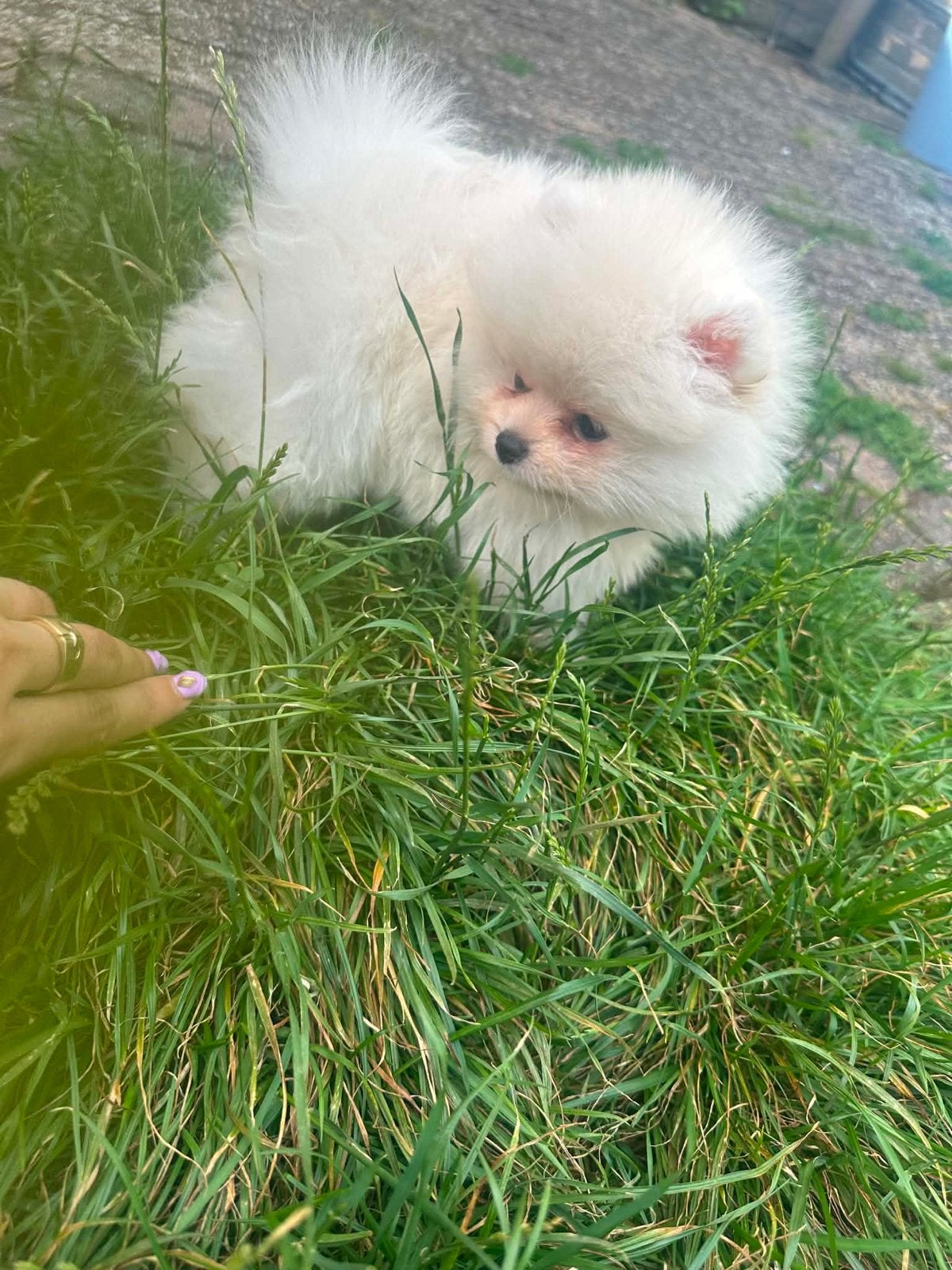 Mini Pomeranian puppy Teefje, Dieren en Toebehoren, Particulier, Rabiës (hondsdolheid), 15 weken tot 1 jaar, Overige rassen