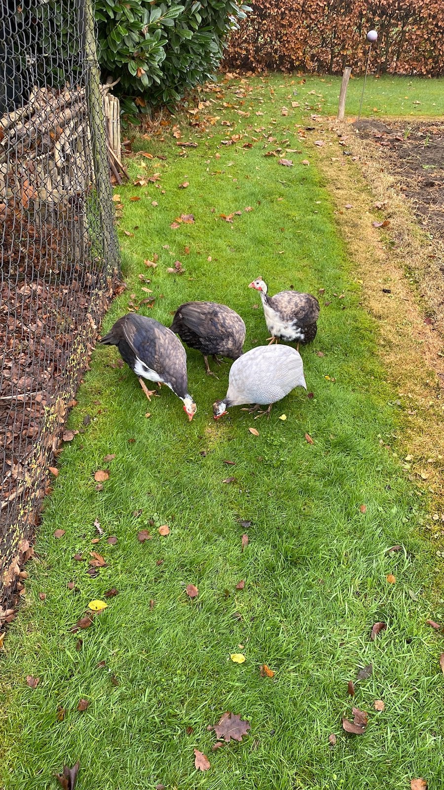 Broedeieren Parelhoender, Dieren en Toebehoren, Pluimvee