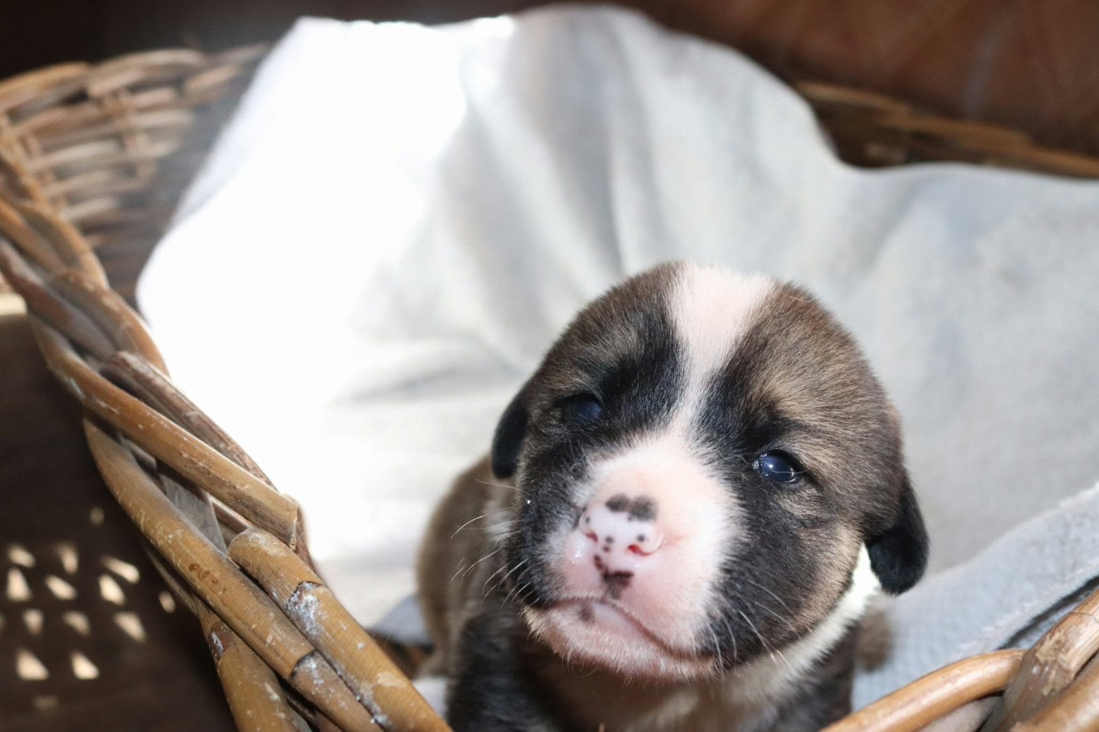 CORGITA PUPS (Akita x corgi), Dieren en Toebehoren, 8 tot 15 weken, Meerdere, Meerdere dieren, CDV (hondenziekte)