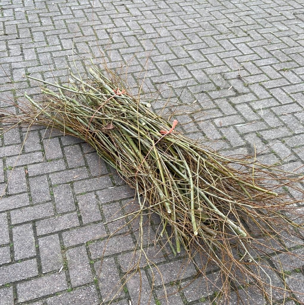 Gezocht gratis wilgentakken, Ophalen, Volle zon, Overige soorten