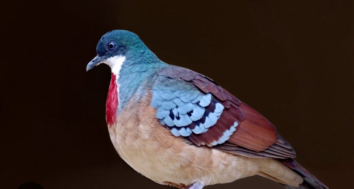 Verschillende tropische duiven te koop, Dieren en Toebehoren, Meerdere dieren