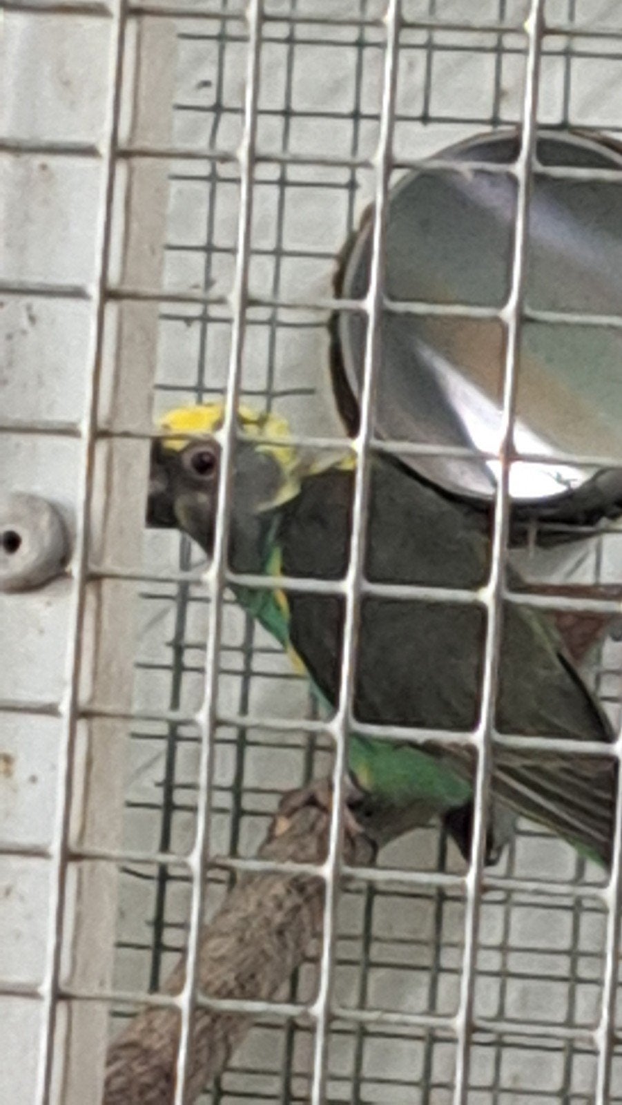 Bewezen koppel meyer papegaai, Meerdere dieren, Papegaai