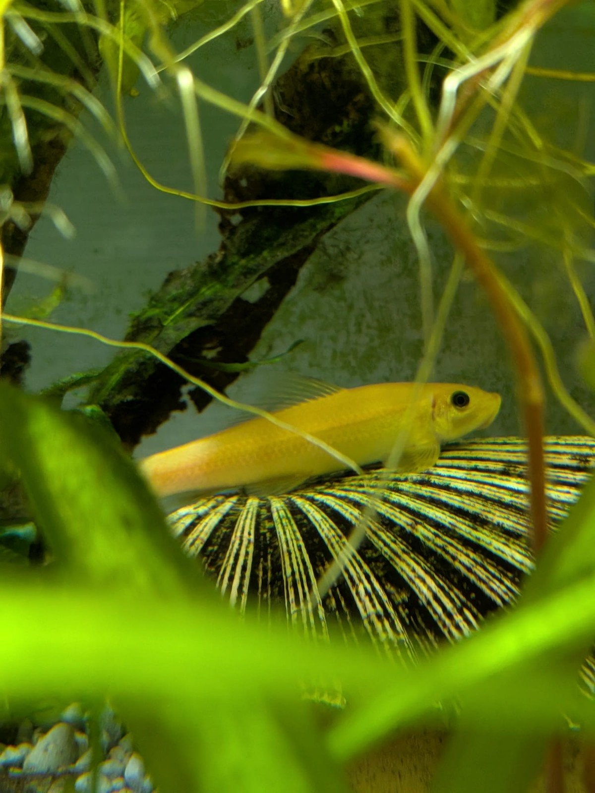 Gyrinocheilus aymonieri gold (Chinese algeneter goud) – ca., Vis