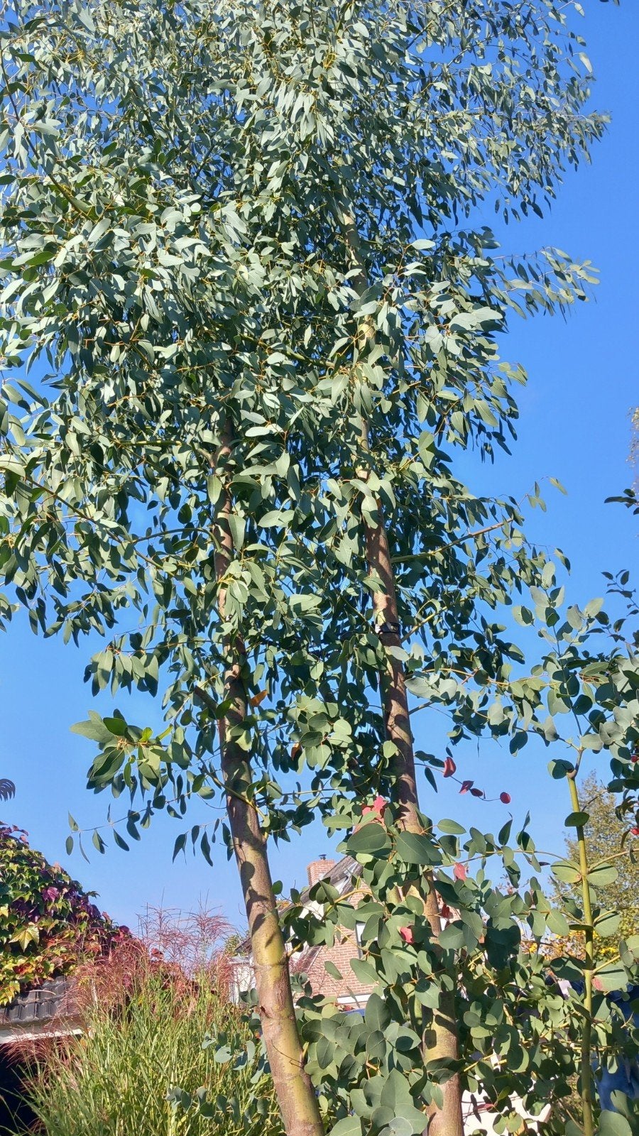 Grote Eucalyptus takken, Ophalen, Overige soorten, Volle zon