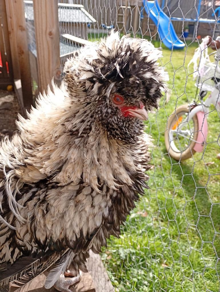 Hollandse baardkuifhoen haan GRATIS, Mannelijk, Kip