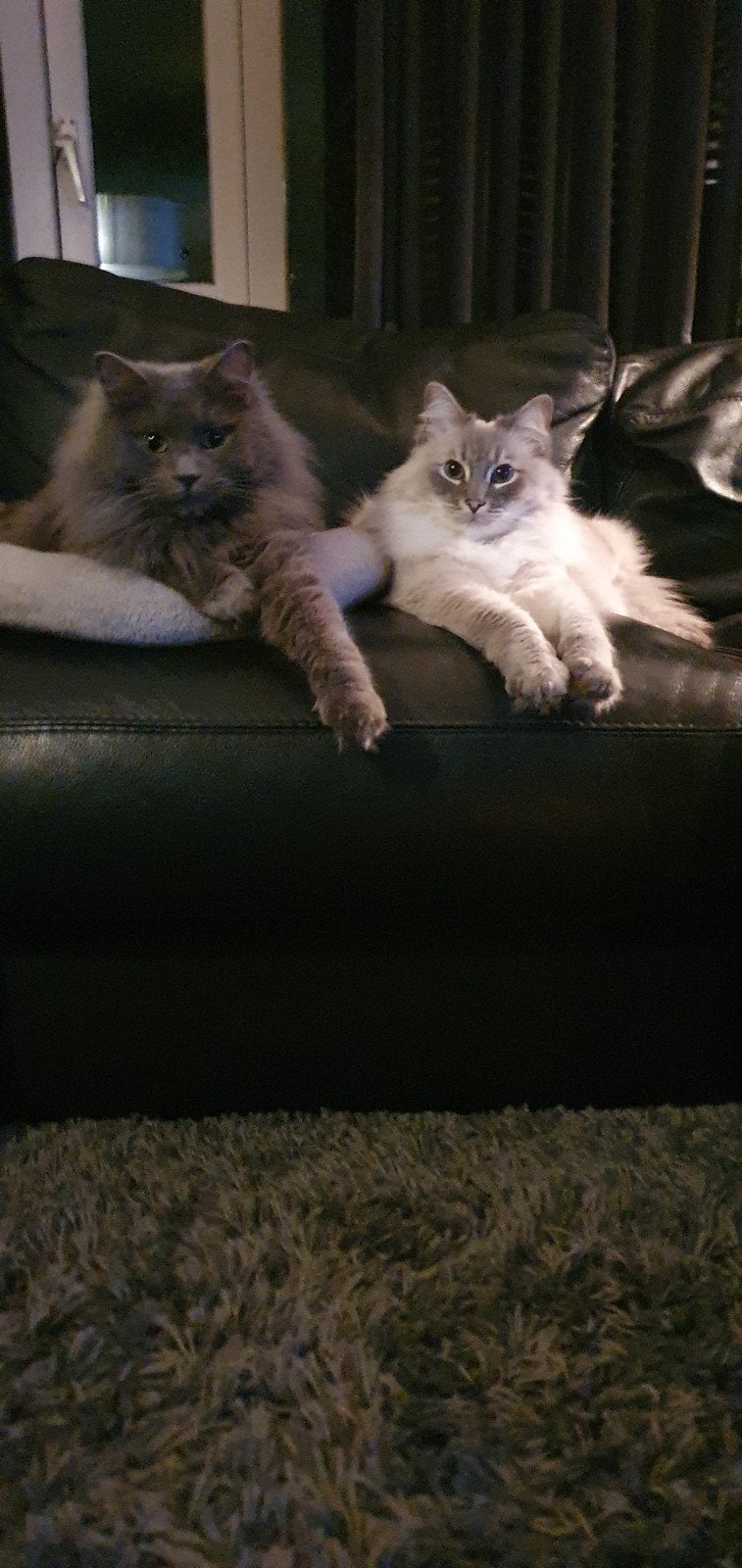 2 halfbroertjes Ragdoll, gecastreerd. Herplaatsen, Kater, Met stamboom, 3 tot 5 jaar