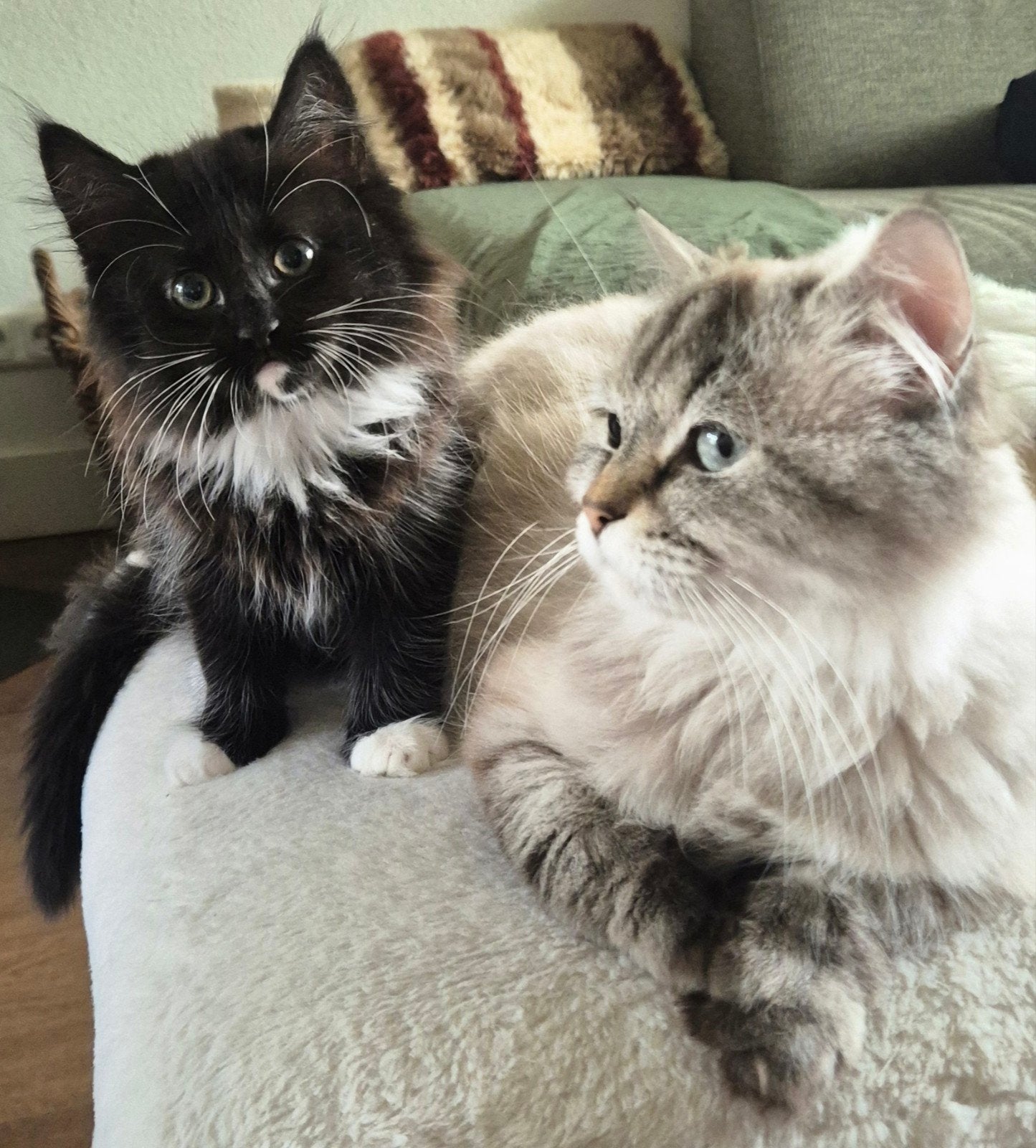 Kitten vrouwtje Ragdoll/Noorse biskat X Europese korthaar, Kater, Ontwormd