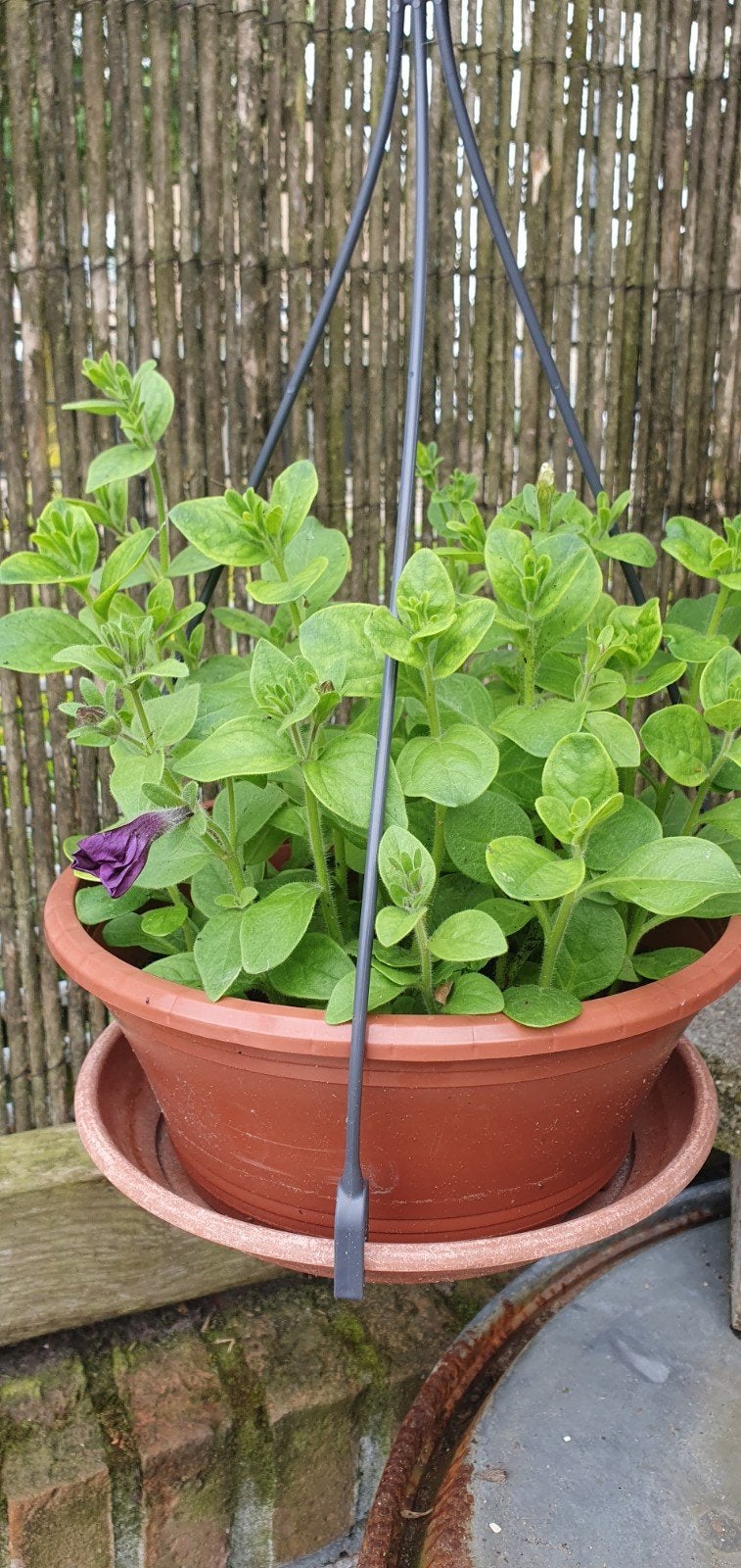 Petunia in hangpot - paars, Volle zon, Eenjarig, Zomer, Ophalen