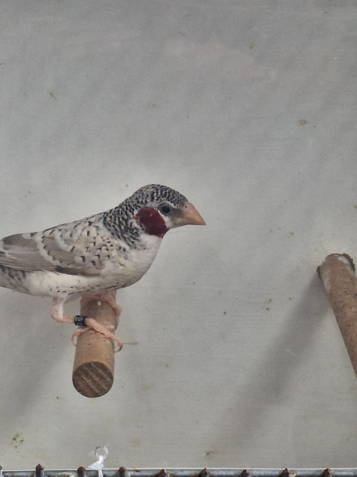 Grijze bandvinken en splitten, Meerdere dieren, Tropenvogel, Geringd