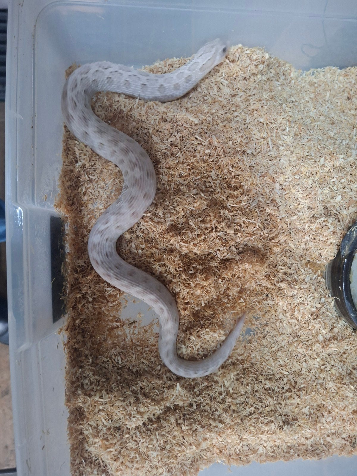 hognose toxic 1.1, Slang, 0 tot 2 jaar