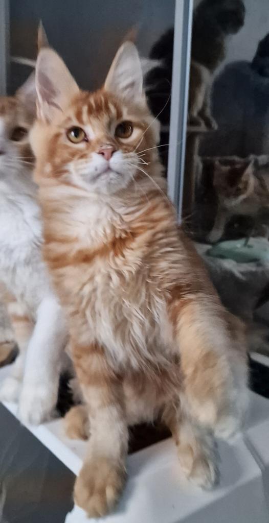 Maine coons met stamboom, Dieren en Toebehoren, Katten en Kittens | Raskatten | Langhaar, Meerdere dieren, Met stamboom, 0 tot 2 jaar
