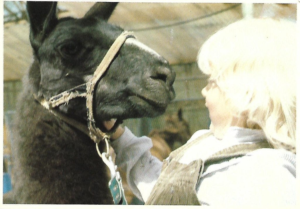 Dieren- -Ezel., Ophalen of Verzenden, 1980 tot heden, Gelopen, Overige soorten