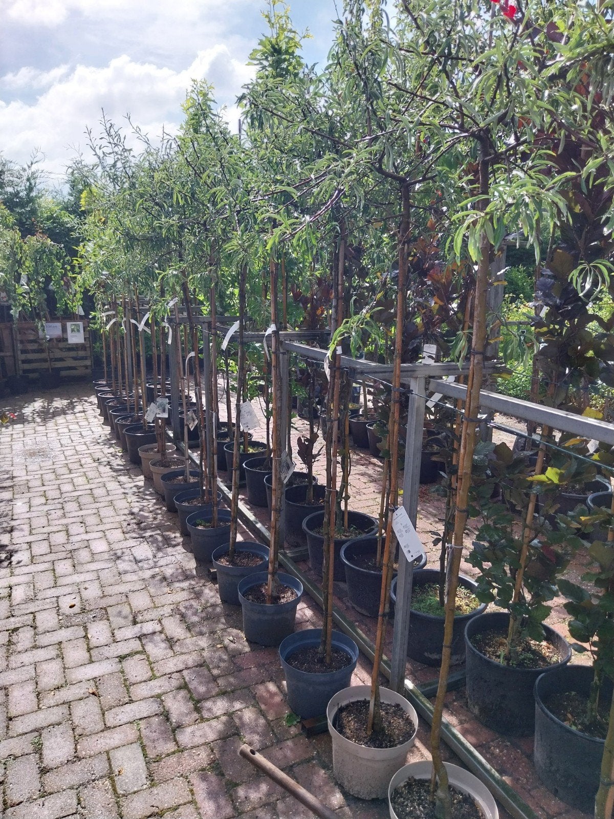 Pyrus Salicifolia Pendula - Treurwilgpeer, Treurboom, Lente, 250 tot 400 cm, Ophalen