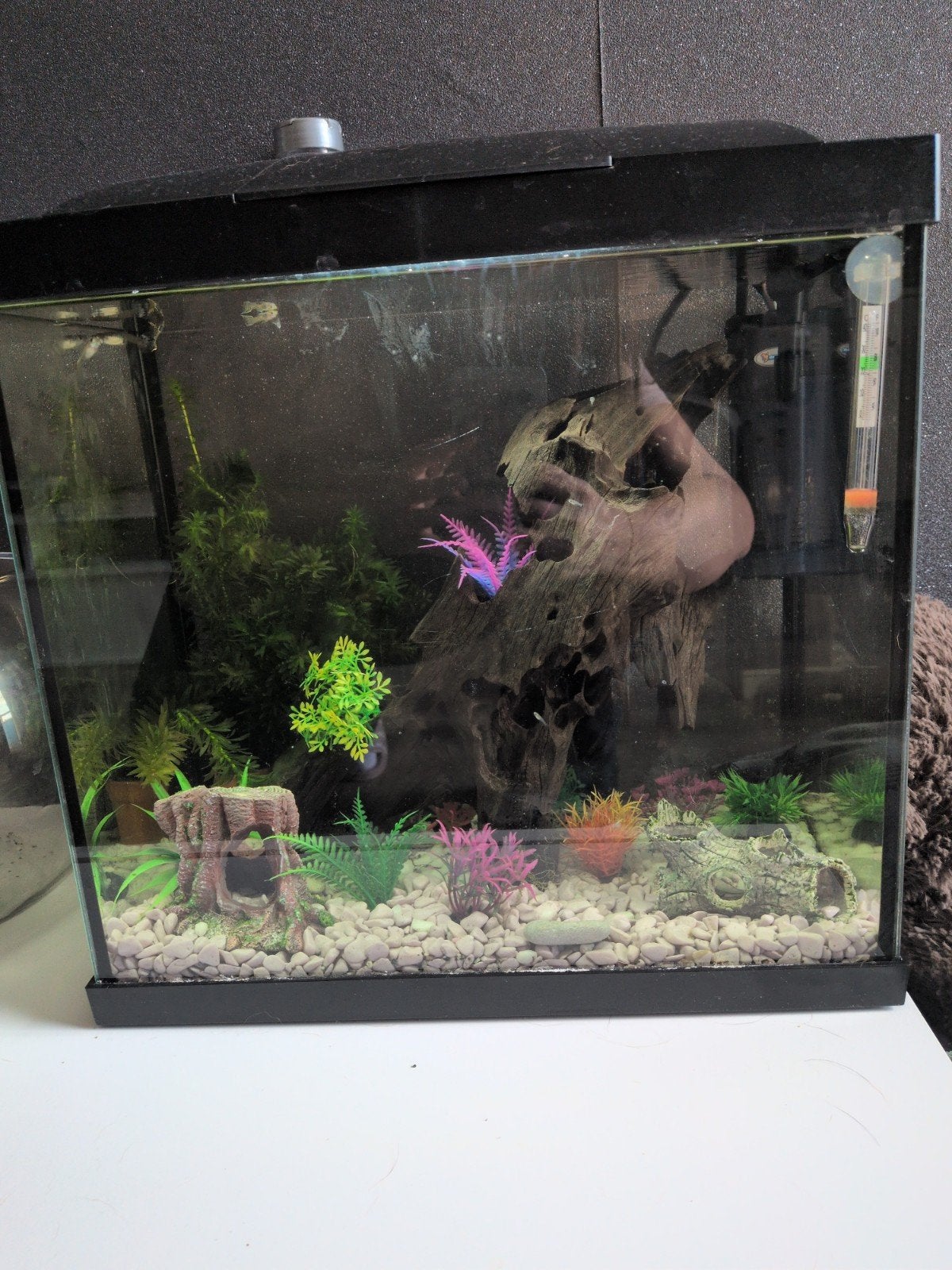 aquarium met vissen, Ophalen, Superfish, Inclusief vissen, Gevuld zoetwateraquarium