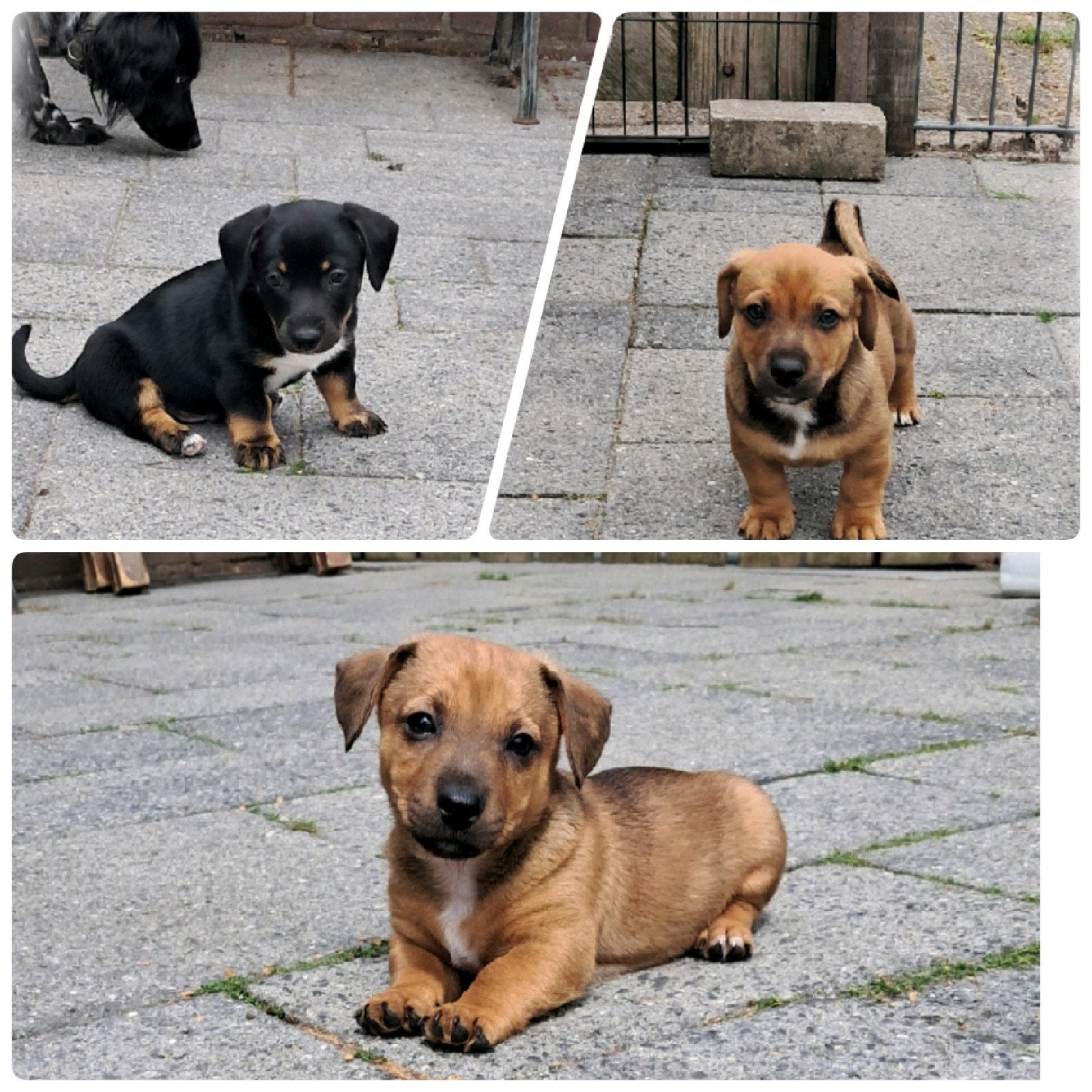 3 prachtige Jack Russel pups opvang vakantie mogelijk, Jack Russell Terriër, 8 tot 15 weken, Meerdere, Meerdere dieren