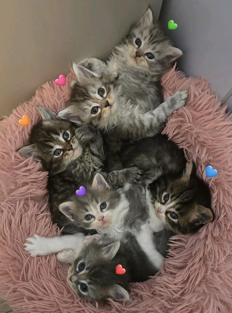 Maine coon x Pers (Langhaar) kittens