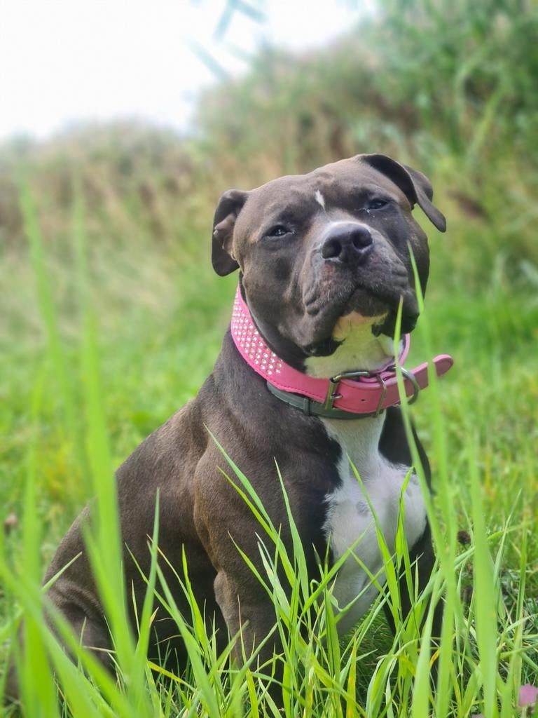 Ik zoek een liefdevol huisje, Dieren en Toebehoren, 6 jaar of ouder, Teef, Parvo, Eén hond