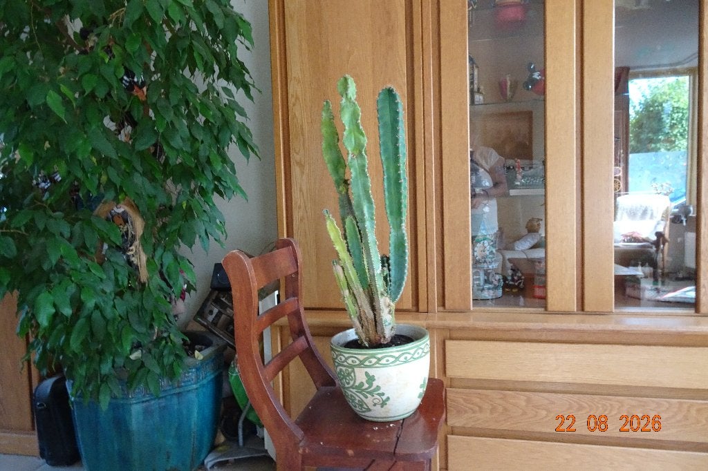 Cactus, Ophalen, Cactus, Minder dan 100 cm, Volle zon