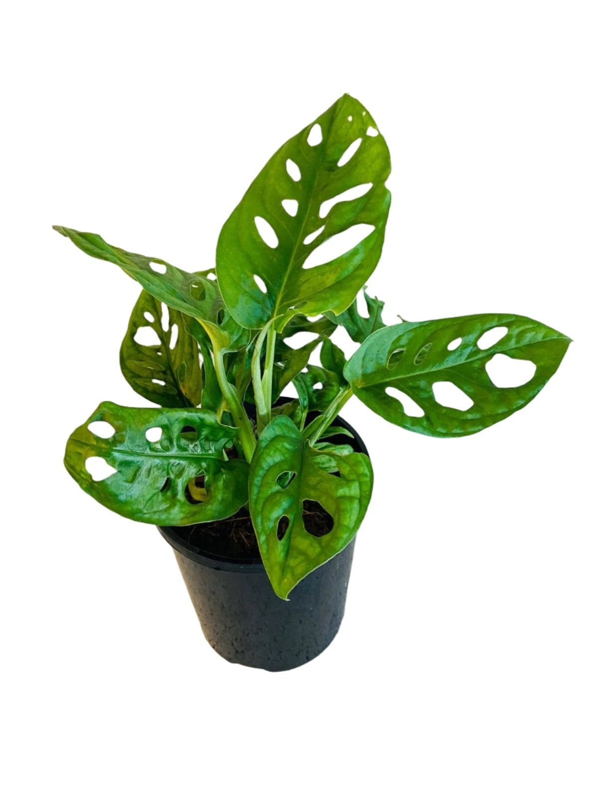 Monstera Monkey mask stekken en plantjes, In pot, Minder dan 100 cm, Groene kamerplant, Halfschaduw