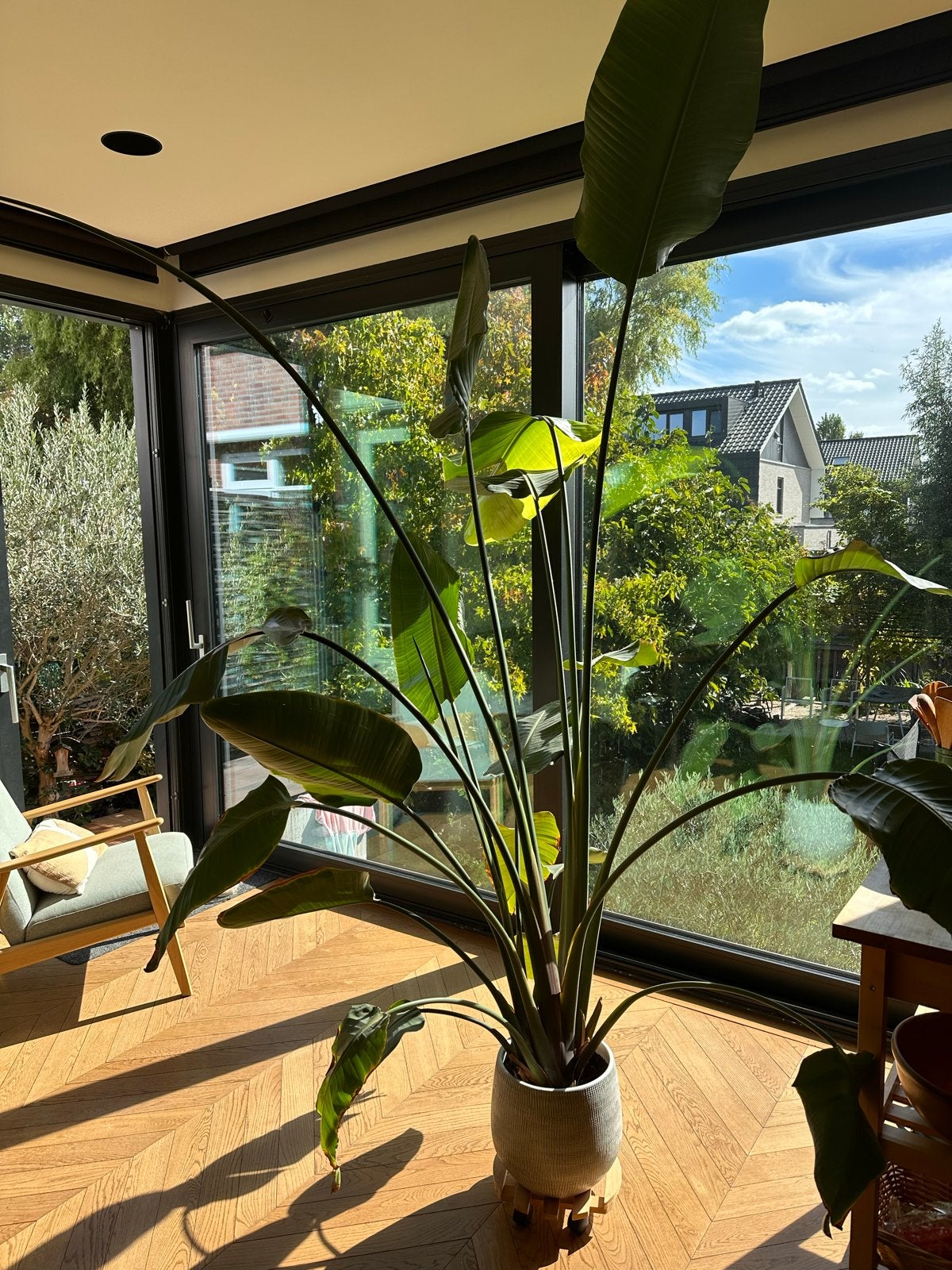 Grote Strelitzia Nicolai - Paradijsvogelplant, Ophalen, 200 cm of meer, Overige soorten, In pot