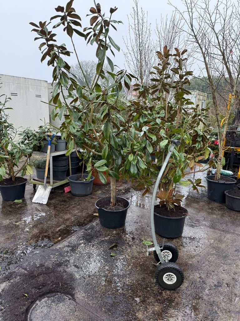 Magnolia grandiflora blanc double de nantes zeer groot, Tuin en Terras, Planten | Bomen, Overige soorten, 100 tot 250 cm, Zomer