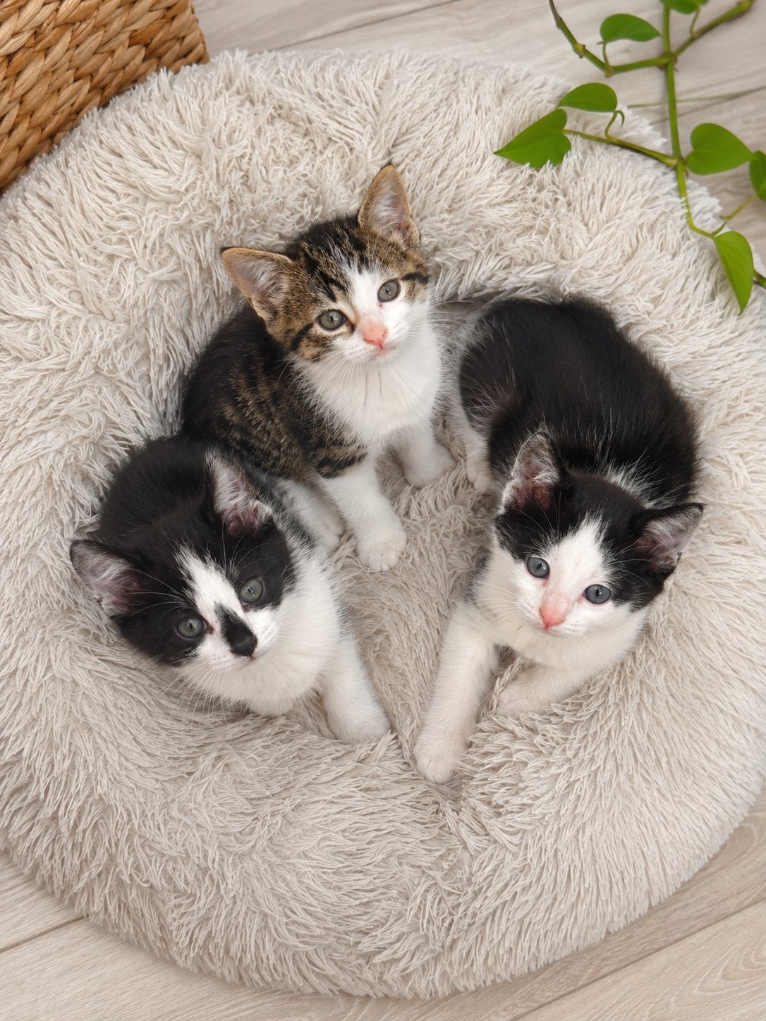 Super lieve schattige aanhankelijke kittens💕 m/v, Meerdere dieren, Gechipt, 0 tot 2 jaar
